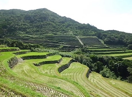 春日の棚田